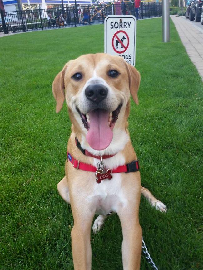 Só mesmo um cão bem abusado para ficar feliz por deitar numa grama proibida. Aonde já se viu uma coisa dessas?