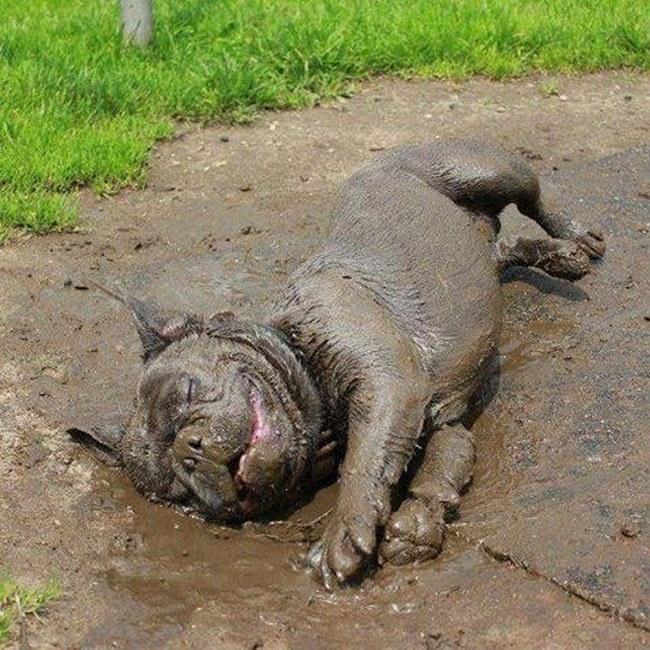 Pelo visto todo cachorro adora brincar na lama, mas vai ser difícil encontrar algum mais feliz do que esse bulldog. Ele está vivendo o melhor momento de toda sua vida canina. Apenas isso.