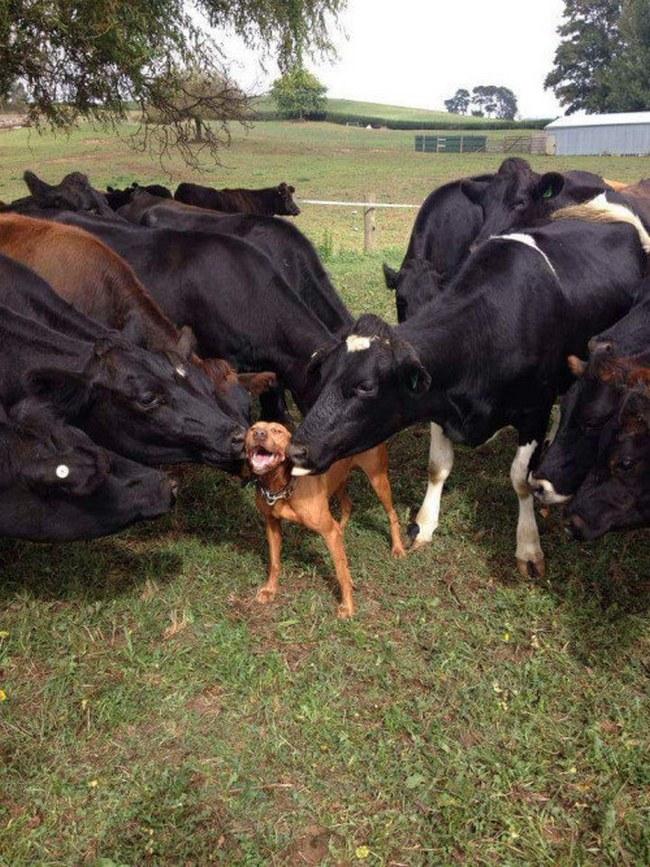 Esse cachorro tem um monte de amigos e ele apenas AMA cada um deles.