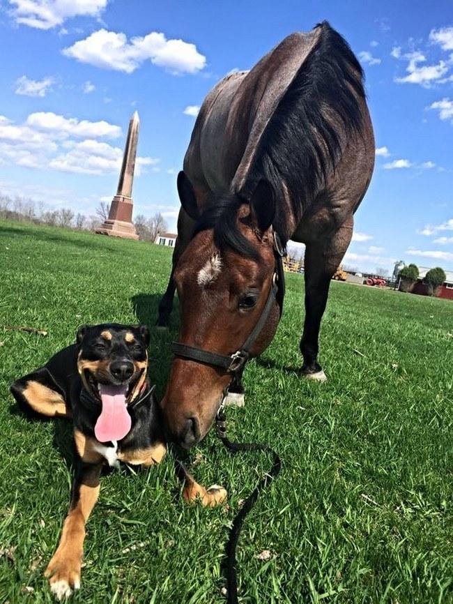 Essa cadela ainda não sabe, mas ela encontrou uma amizade pra vida toda com esse cavalo. Quer dizer, se a gente for ver a calma e a alegria do dog... ela sabe sim.