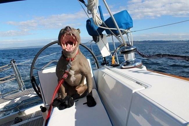 Esse pit bull está navegando pelos sete mares e nada pode diminuir seu nível de felicidade. Inspirador.