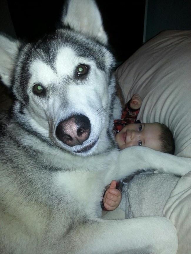 O husky que leva à sério a função de babá. Seu irmãozinho? Não poderia estar mais feliz.