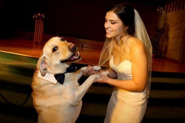 Este cachorro acredita no amor e deseja tudo que há de melhor para os noivos. Quanta ternura!