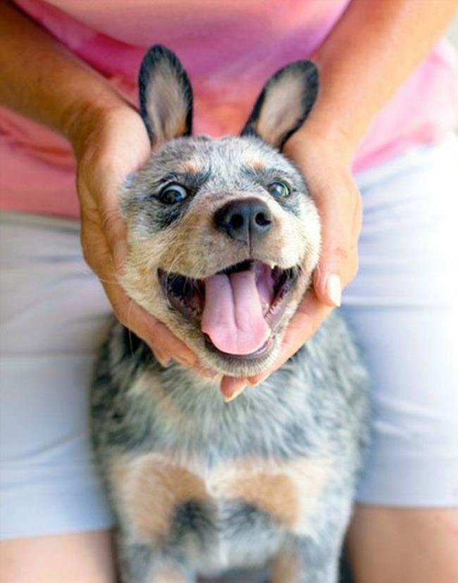 Veja, agora eu sou um coelho!. Brincadeira, é só um blue heeler mesmo.