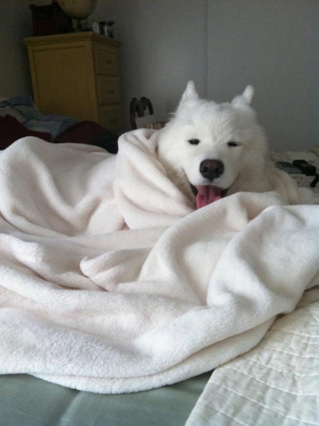 Este cachorro é o seu retrato num domingo frio e chuvoso: com preguiça, mas feliz e quentinho no cobertor.