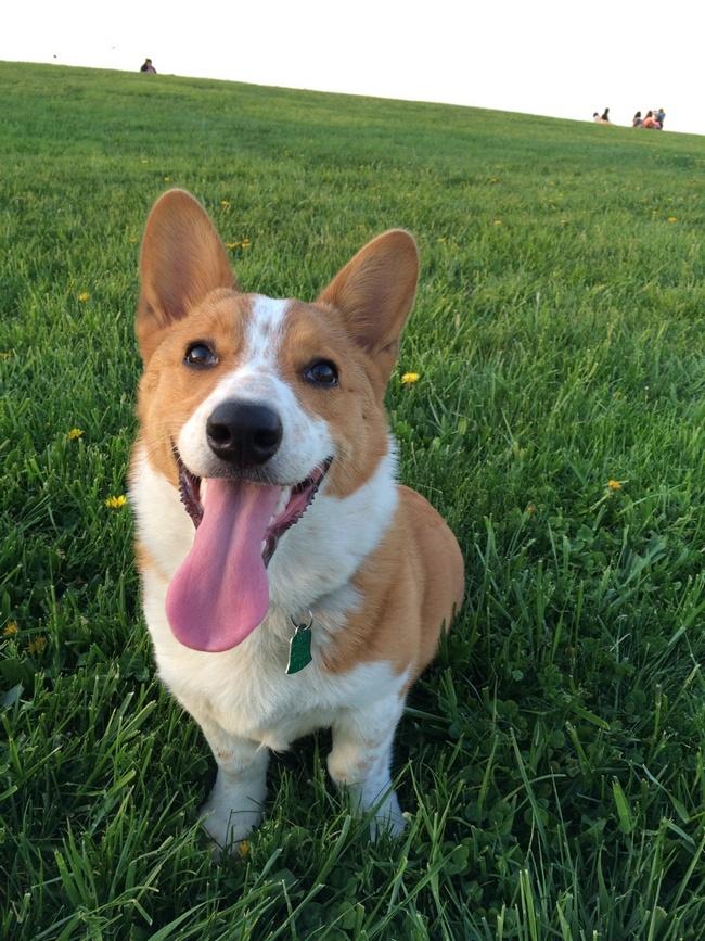 Olhe para todo esse espaço. Olhe para toda essa grama verdinha. Olhe para essa cara de felicidade... é como se esse corgi estivesse dizendo: