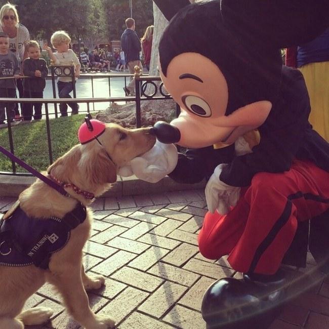 Você não é a única pessoa que tem o sonho de conhecer a Disneylândia. Esse golden também adora o Mickey e seus amigos.