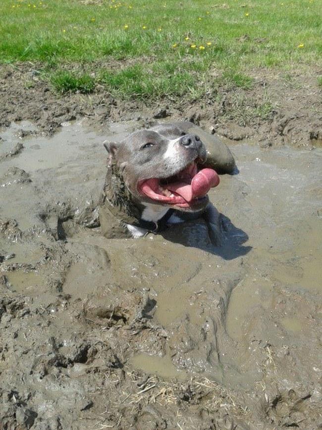 Porquinho é só um modo de dizer que esse pit bull se diverte (muito) na lama... como um porco. Um porco bem feliz, isso é verdade.