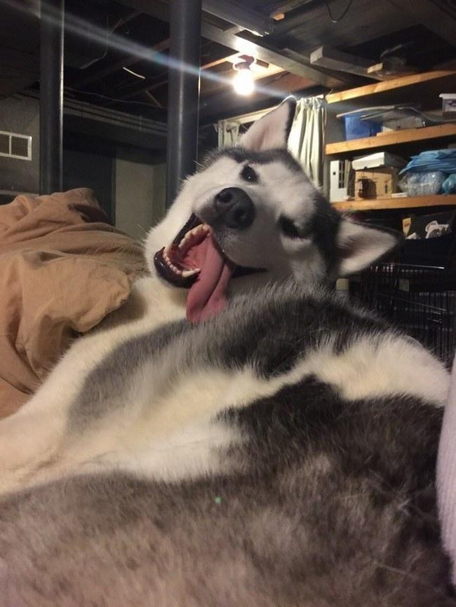 A timidez desse husky é tanta que ele até fica um pouco confuso. Sua reação? Mostrar a língua. (Não tente entender, apenas aprecie essa grande língua.)