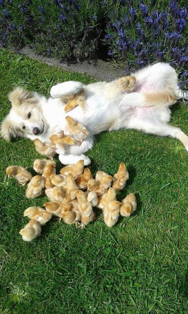 Deve existir algum estudo científico que prova que pintinhos e filhote de border collie são a combinação perfeita para a felicidade.