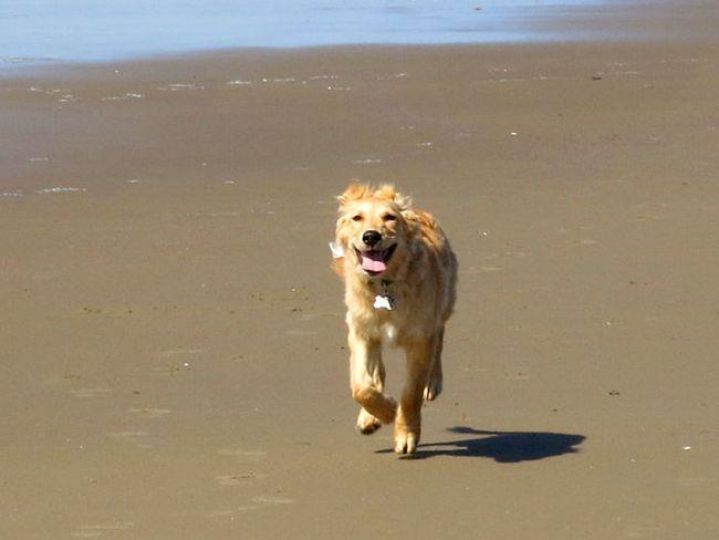 A brisa fresca, a areia fofinha, o tempo bom. Esse é o dia perfeito para pegar uma praia. Adivinha quem vai se divertir hoje?