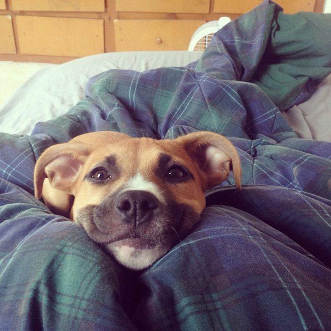 Sabe quando o frio vem bem naquele feriado, no meio da semana, e você não vai viajar? O edredom é seu melhor amigo. Esse pitbull mestiço adora quando isso acontece.