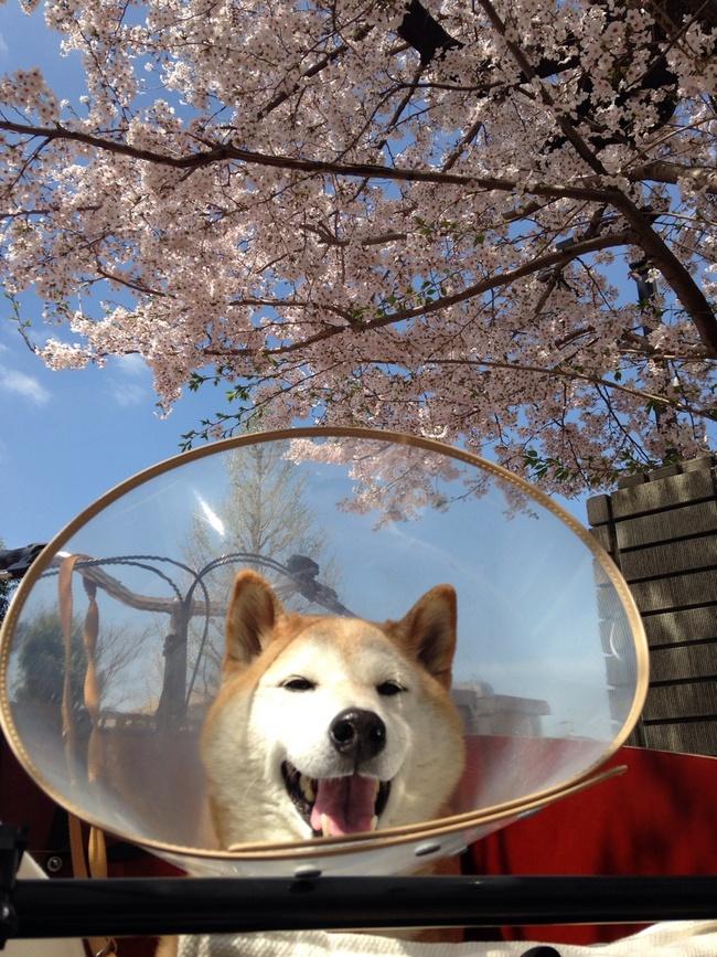 Dane-se o cone de proteção, o importante é o passeio ao ar livre. Shibas adoram uma brisa no focinho.