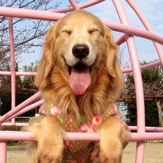 Porque brincar no parque é legal pra caramba e todo bom golden retriever sabe aproveitar isso muito bem.