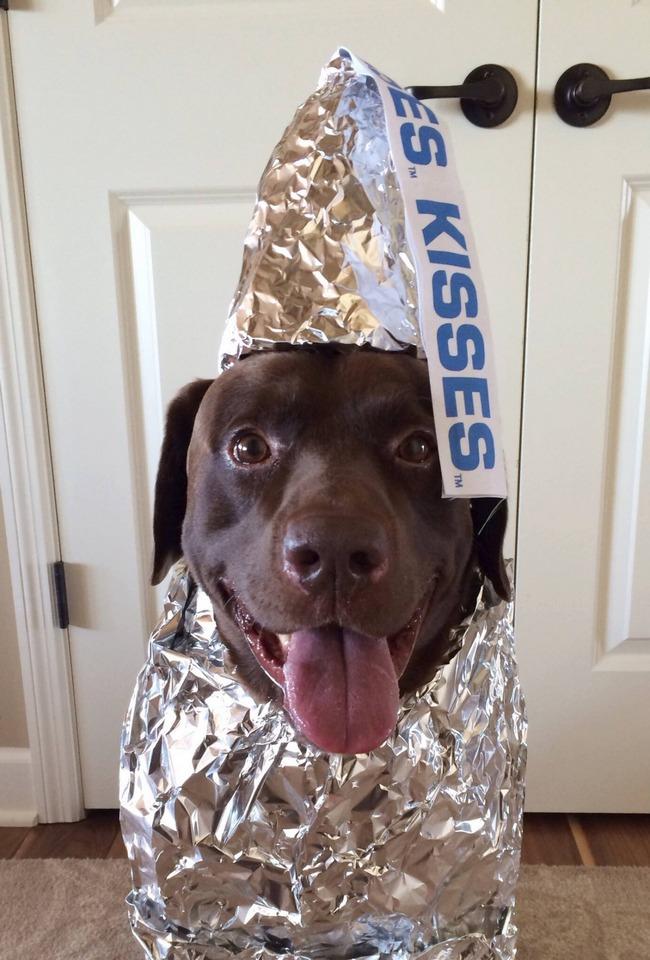 Cor de chocolate não é uma mera coincidência para esse labrador, afinal... ele É um chocolate.