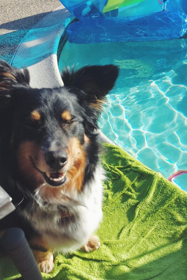 Viu como todo mundo ama piscina? Nem que seja só para pegar um bronze. Esse borgi (border collie + corgi) ama tomar banho de sol.