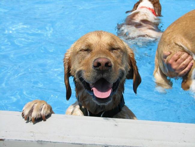 Ah, todo mundo ama piscinas no verão. Esse labrador não é diferente.