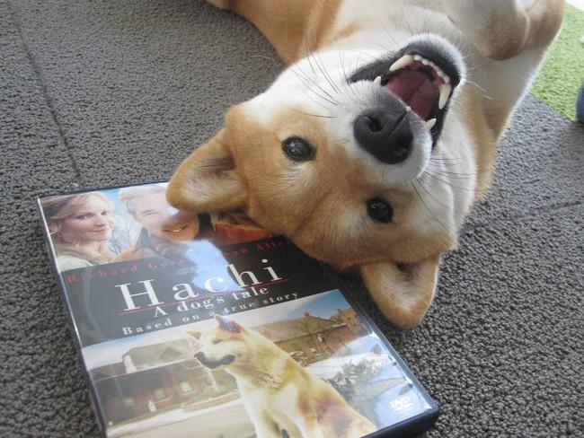 Essa shiba inu adora assistir filmes. E, pelo visto, fica ainda mais feliz quando tem um (cachorro) galã como protagonista.