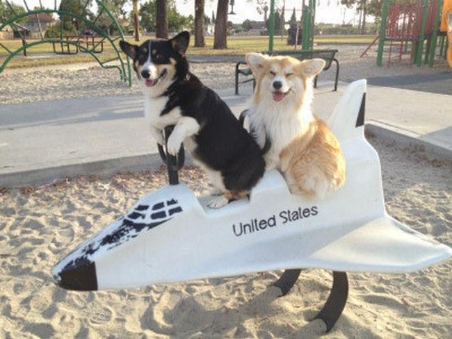 A pergunta é se alguém não ficaria feliz numa missão espacial. Bom, eu ficaria... e esses corgis também.