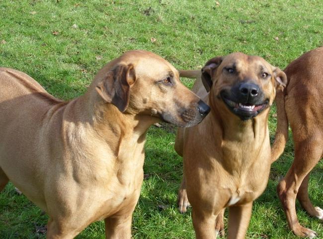 Passear no parque é divertido, principalmente quando você vai com a família toda. Na foto vemos que esse leão da rodésia (rhodesian ridgeback) não escondeu sua alegria (e surpresa). E precisava? :-)