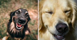 100 Cachorros Felizes para derreter seu coração e transformar o seu dia!