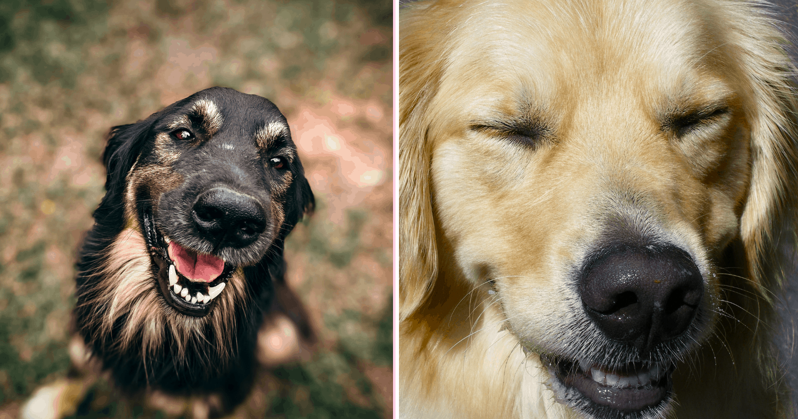 100 Cachorros Felizes para derreter seu coração e transformar o seu dia!