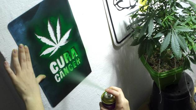 Instituto americano do Câncer finalmente admite que maconha pode acabar com câncer