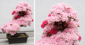 23 belas árvores bonsai que poderiam decorar a sua casa