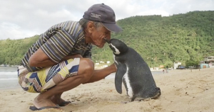 Pinguim viaja todos os anos para o RJ para agradecer brasileiro que salvou sua vida