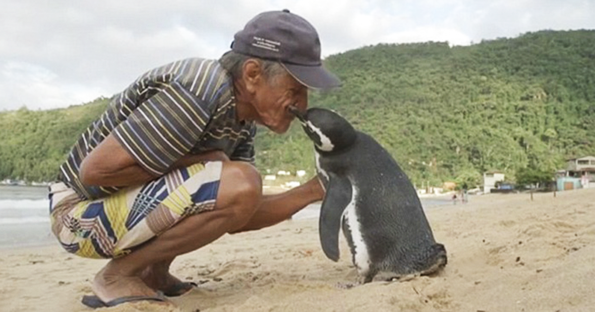 Pinguim viaja todos os anos para o RJ para agradecer brasileiro que salvou sua vida