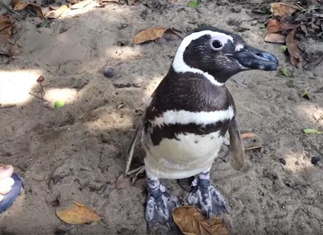 man-saves-penguin-returns-swims-5000-miles-14