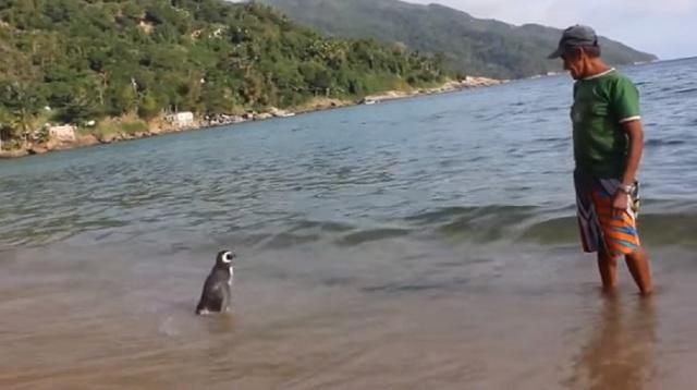 man-saves-penguin-returns-swims-5000-miles-21