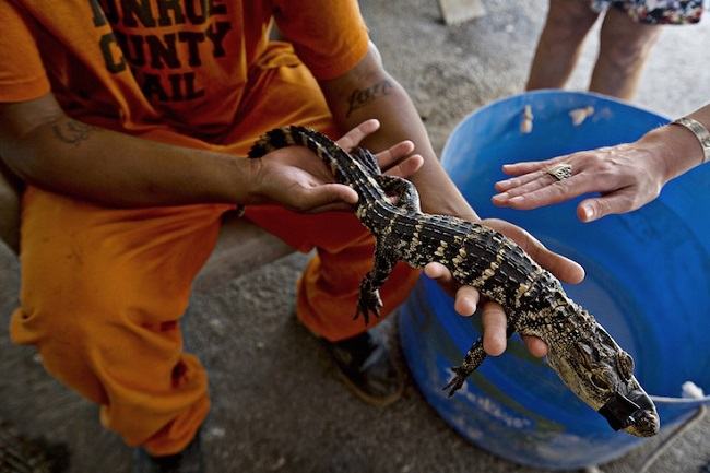 prisioneiros animais abandonados 8