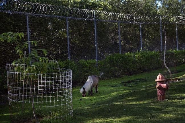 prisioneiros animais abandonados 9