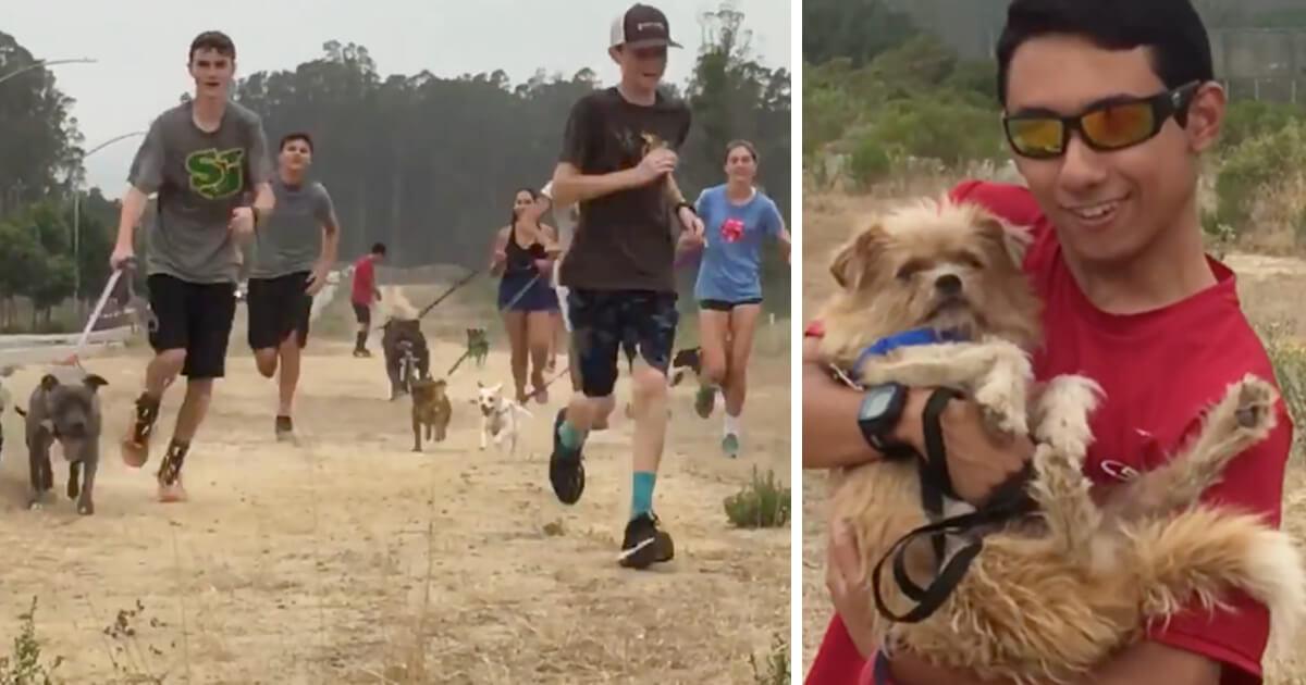 Atletas treinam com cães de abrigo para promover adoção de animais