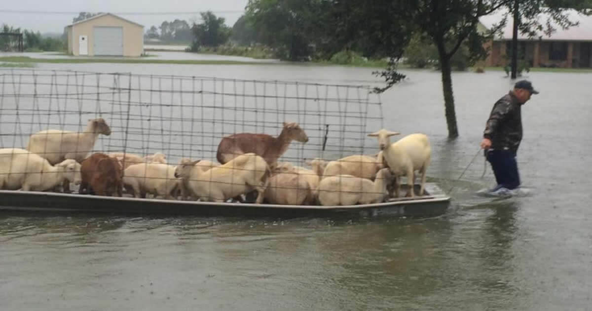 Voluntários arriscam suas vidas para salvar animais das cheias em Louisiana