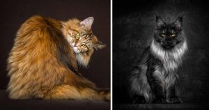 Hipnotizante: fotógrafo registra as mais belas fotos de Maine Coons