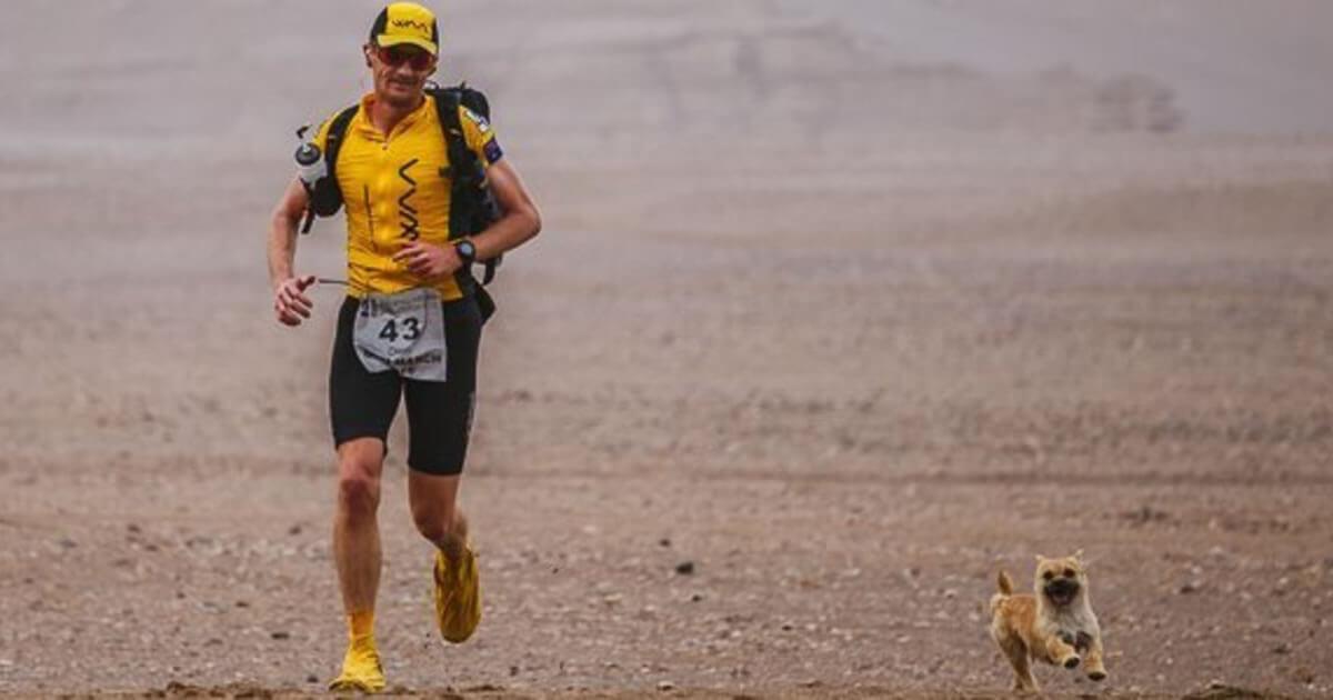 Cadela abandonada acompanha atleta por 250 km em maratona no deserto