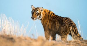 Pela primeira vez em 100 anos, o número de tigres está crescendo