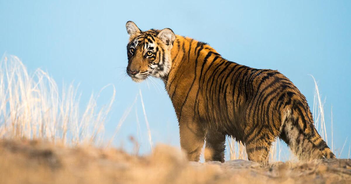 Pela primeira vez em 100 anos, o número de tigres está crescendo