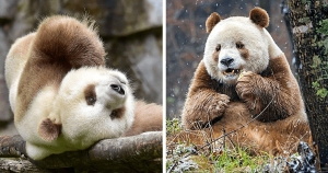 Panda marrom: veja a história do panda que foi abandonado pela mãe