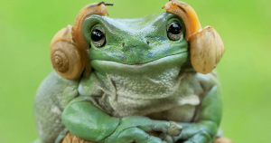 Sapo que parece a Princesa Leia provoca batalha de Photoshop online