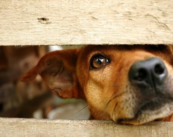 INCRÍVEL! Holanda é o primeiro país do mundo sem animais abandonados