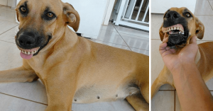 Cachorra acha dentadura, encaixa na boca e faz a internet morrer de rir