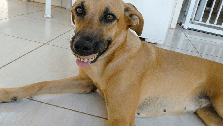 cachorra dentadura 1