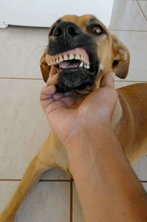 cachorra dentadura 3