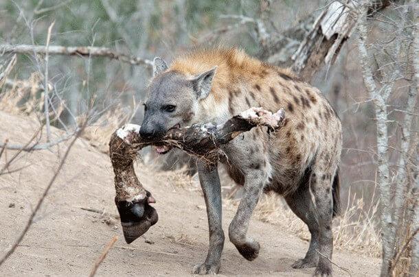 animais mais perigosos do mundo (15)