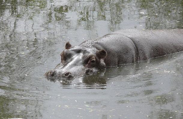 animais mais perigosos do mundo (22)