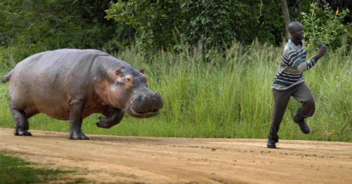 Os 25 animais mais perigosos do mundo