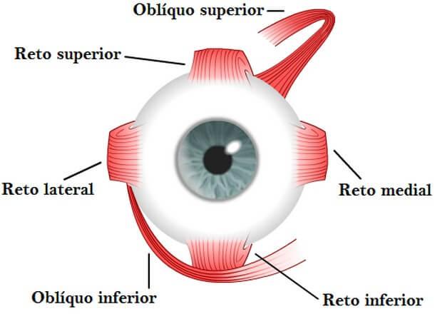 corpo humano (15)